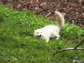 跳白狐的女孩爆料视频,爆料视频背后的惊人真相 第1张 跳白狐的女孩爆料视频,爆料视频背后的惊人真相 第1张